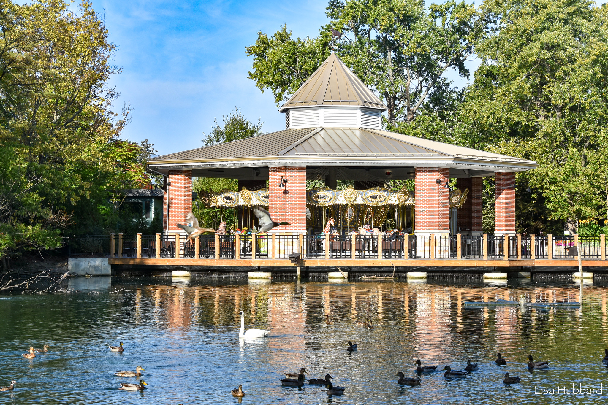 cincinnati zoo carousel with swan lake in the foreground