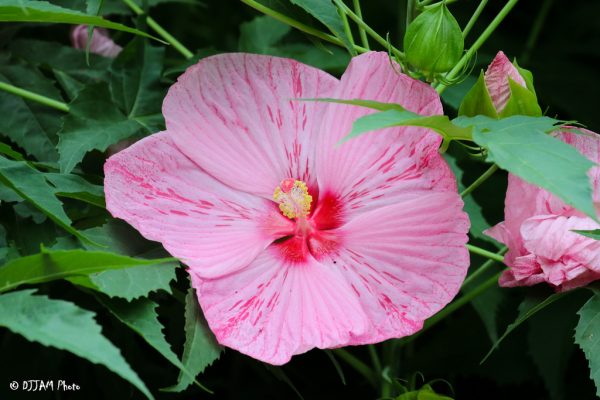 pink hibiscus flower