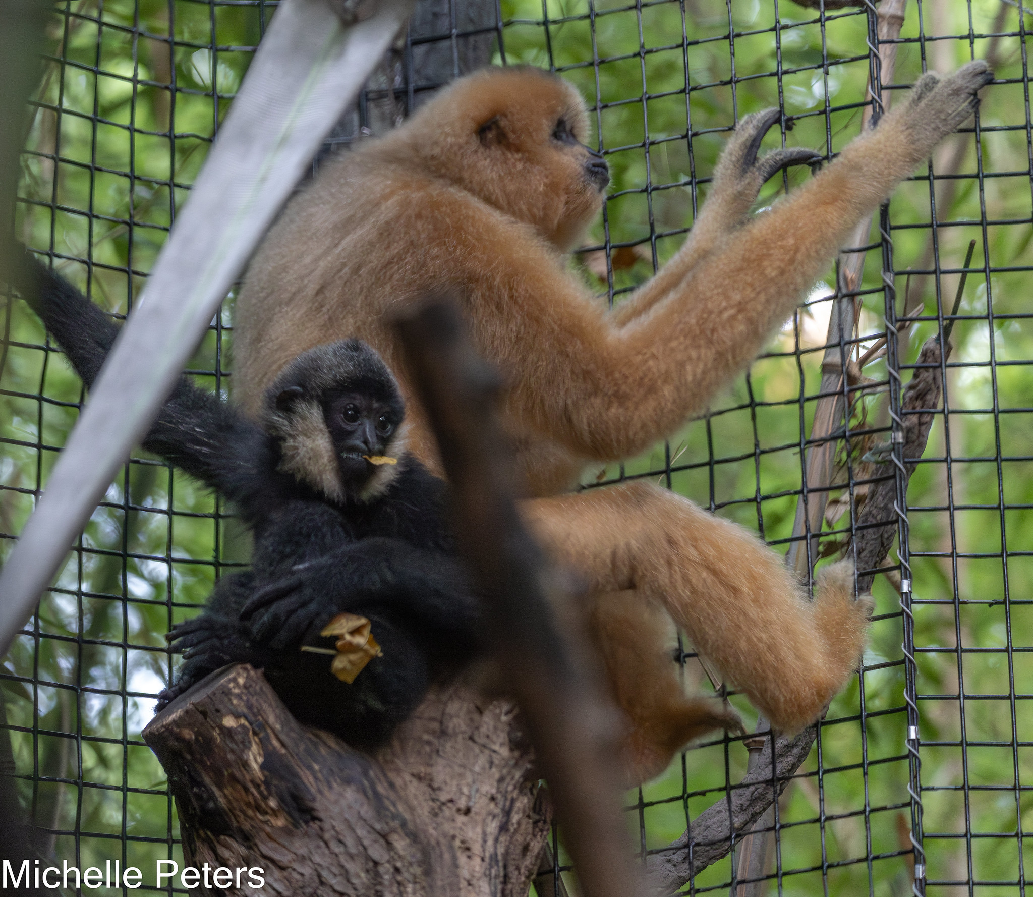 baby gibbon, black, sitting in tree in front of aunt gibbon, white