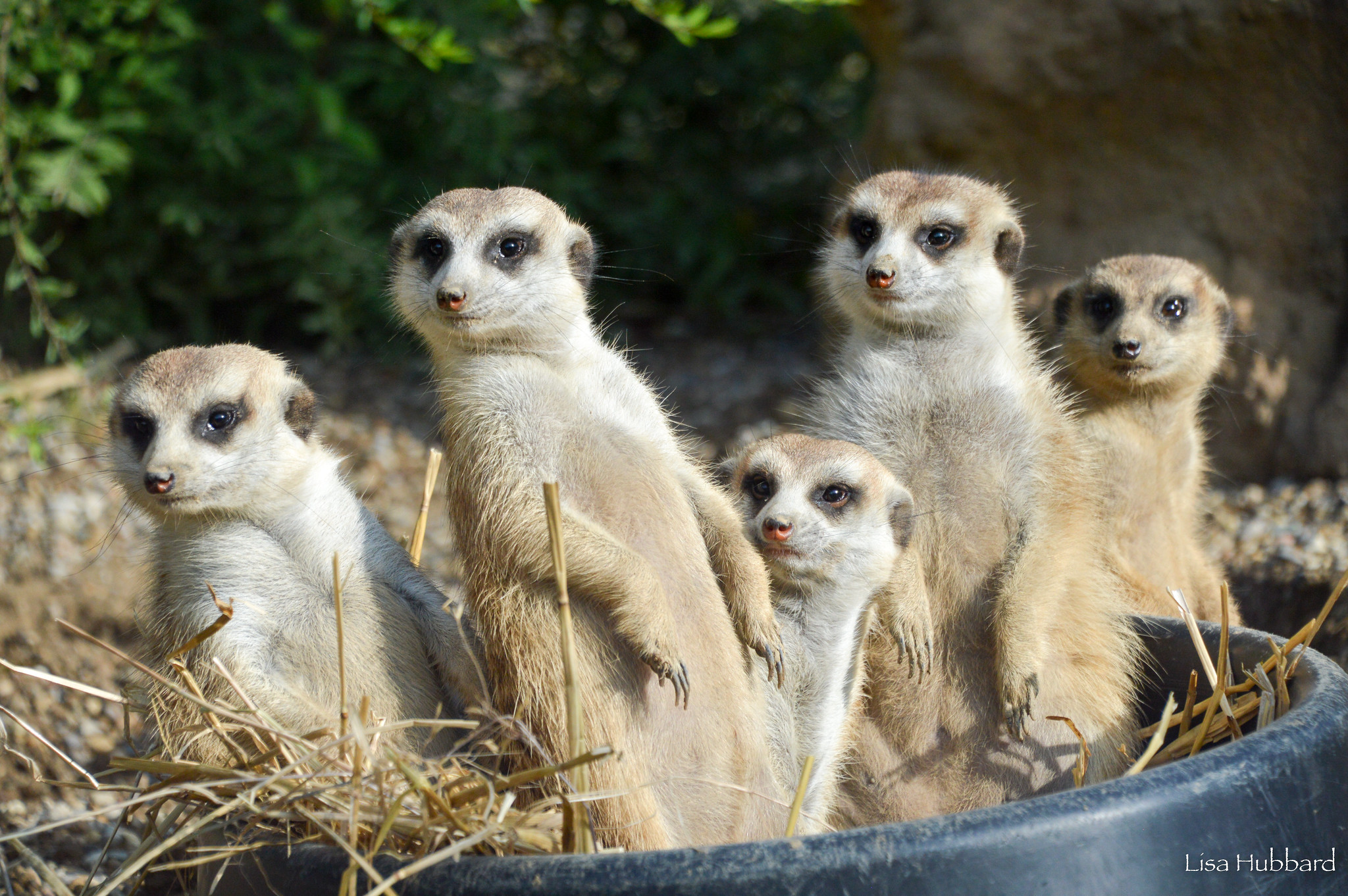 meerkat mob sitting in straw