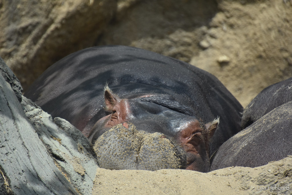 hippo napping in sand