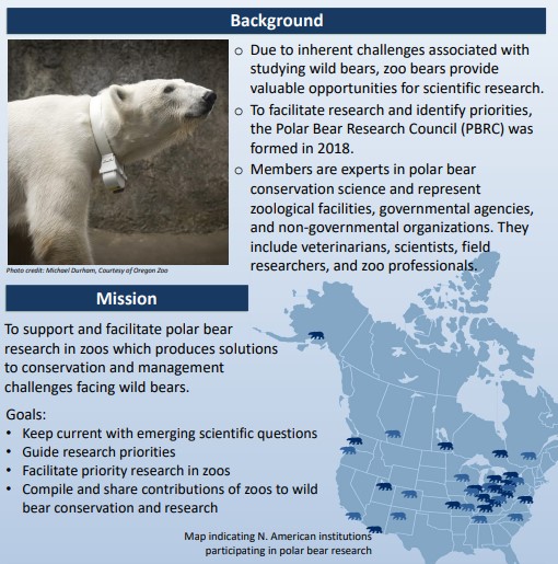 polar bear infographic