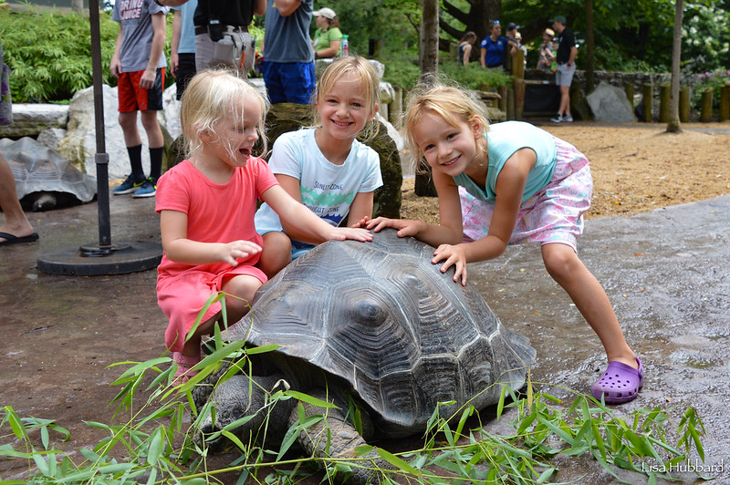 girls with Galapagos tortoise eating bamboo