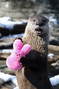 river otter holding a pink easter bunny stuffed animal