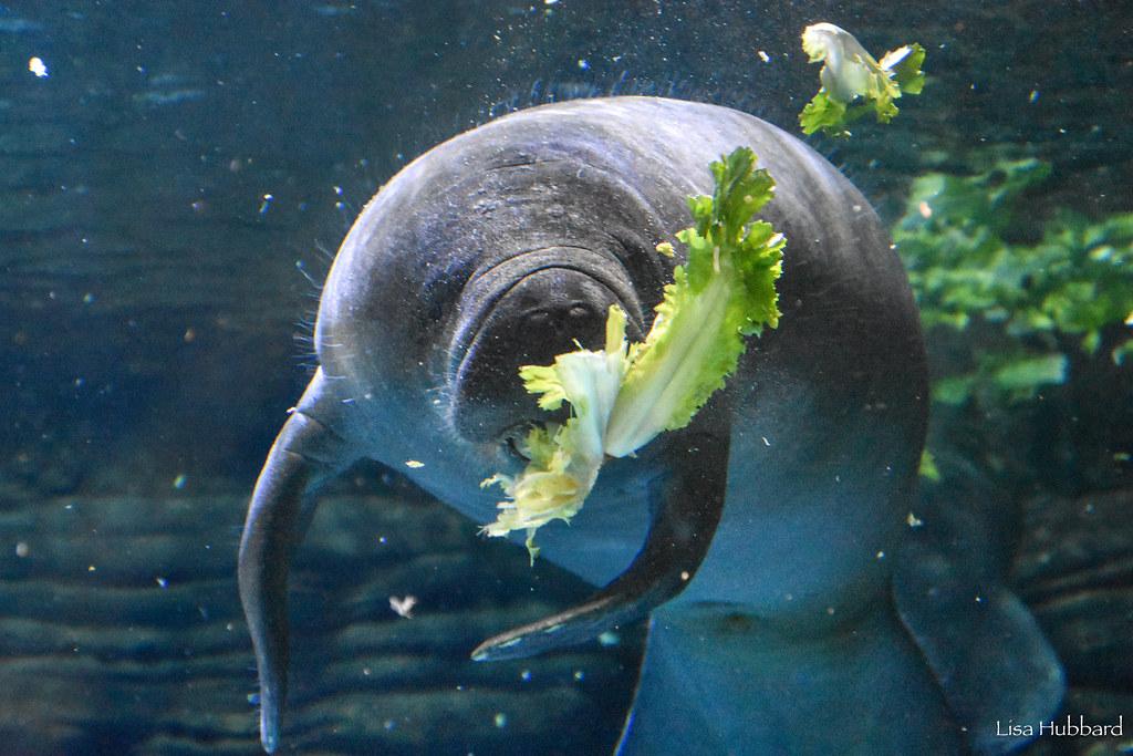 manatee swimming with lettuce