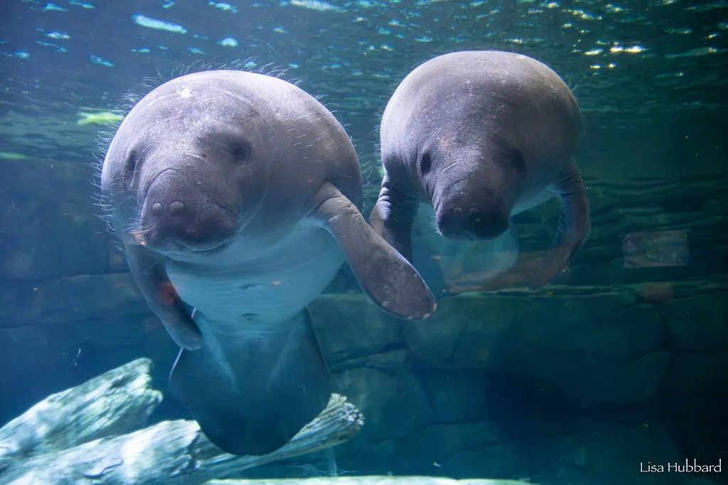 Celebrating 250 Years of Wildlife and Wild Places in the U.S.