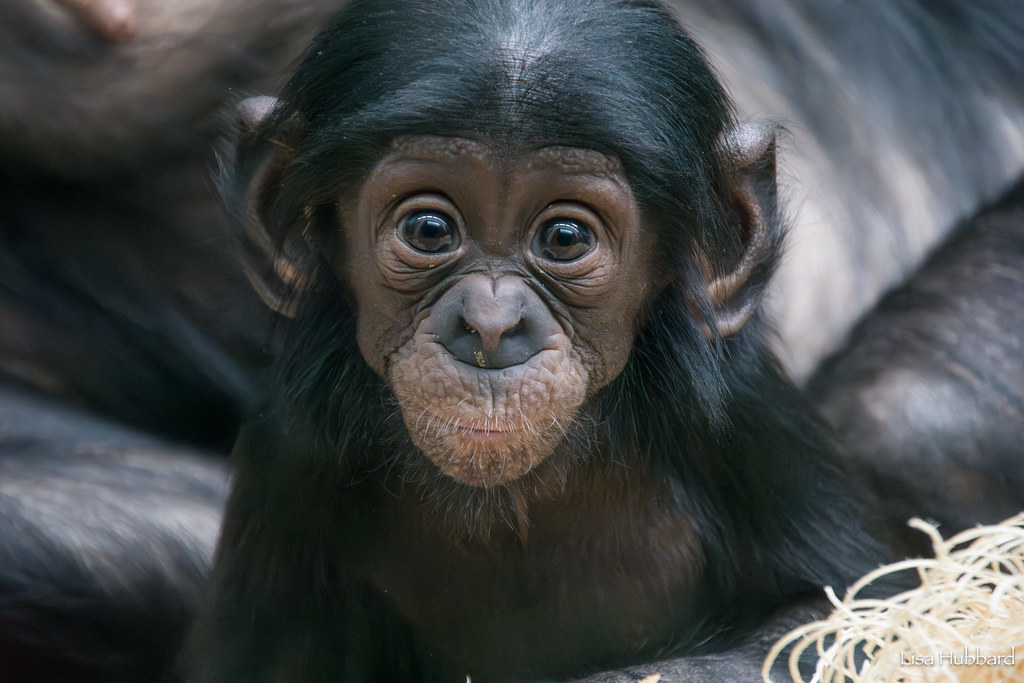 Zoo Babies