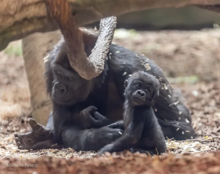 baby gorilla mboka jo with mom gladys