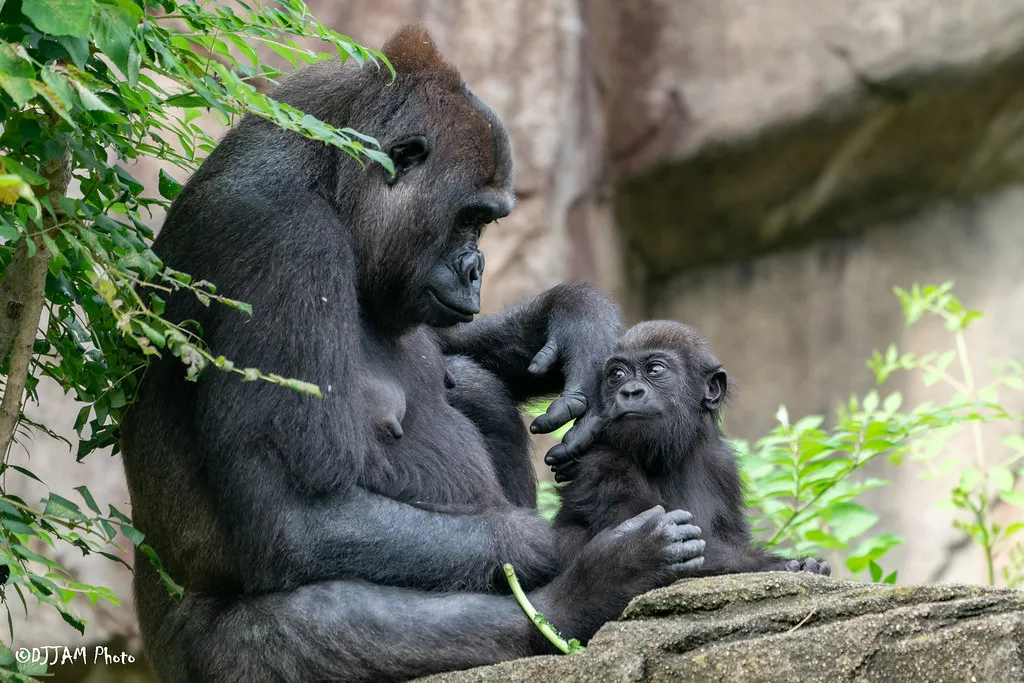 Celebrating Gorilla Milestones – A Birthday and a Graduation