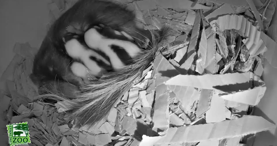skunk kits on live cam