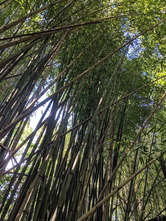 tall bamboo shoots creating cover overhead