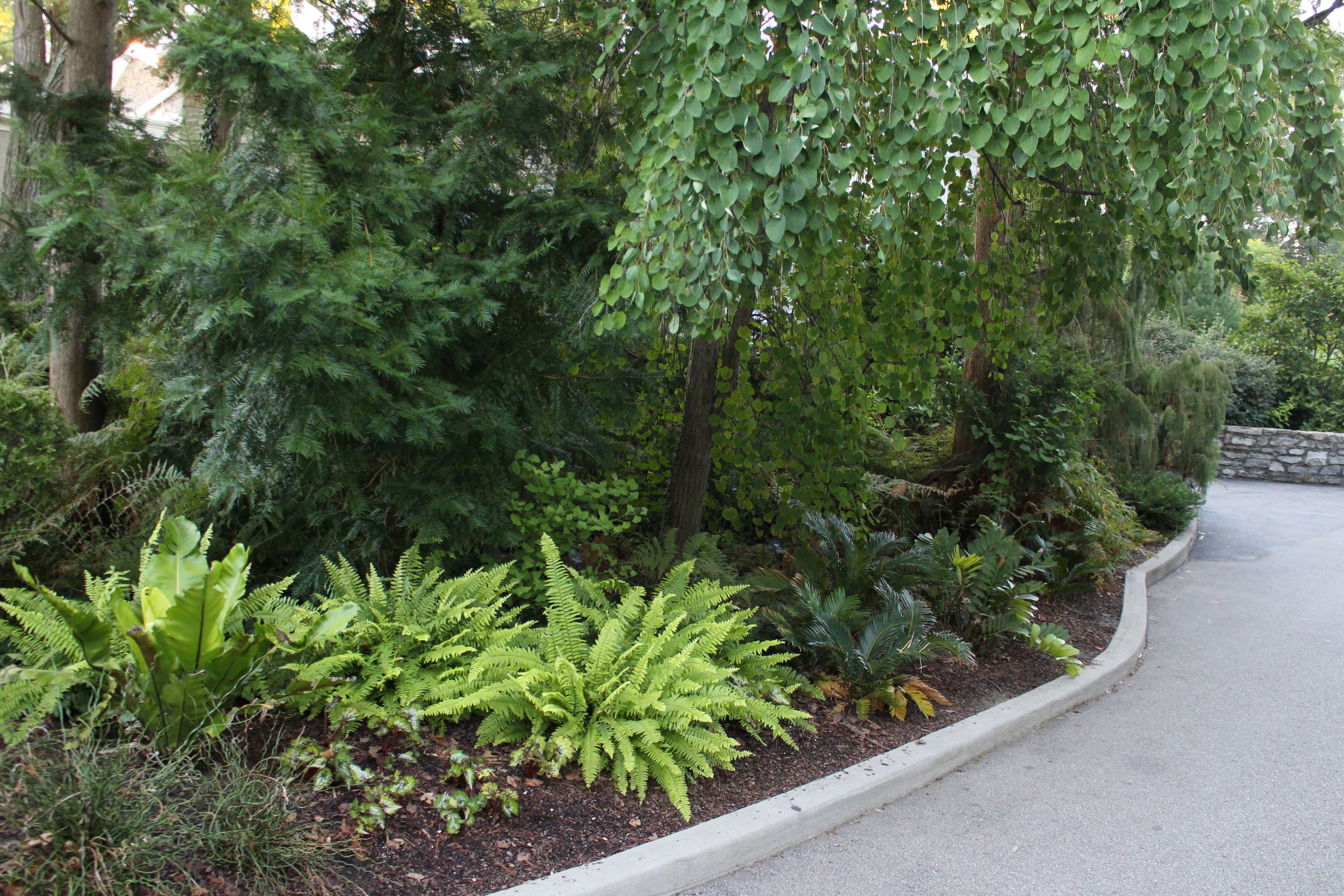 garden of ferns and green plants featuring prehistoric type plants