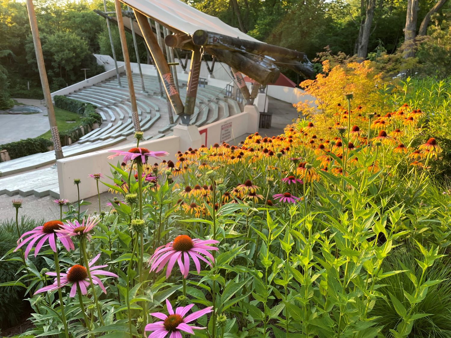 purple and yellow daisies blooming on the top side of the bird amphitheater