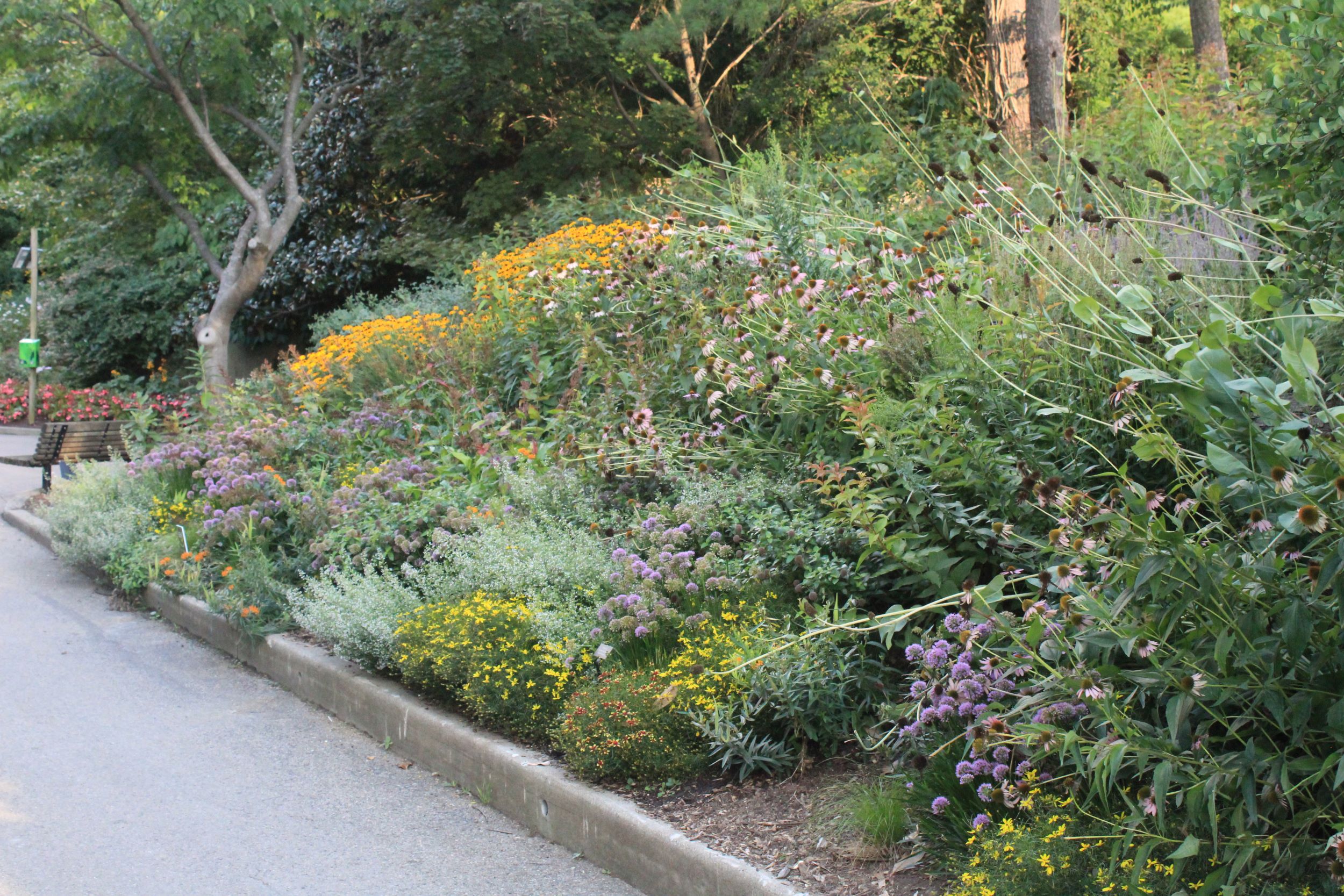 daisies blooming on a hillside by world of the insect building
