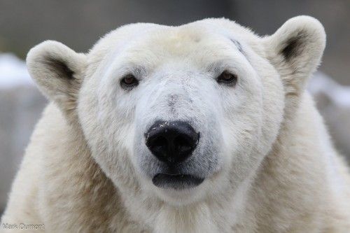 Polar Bears Can Catch Colds, Too