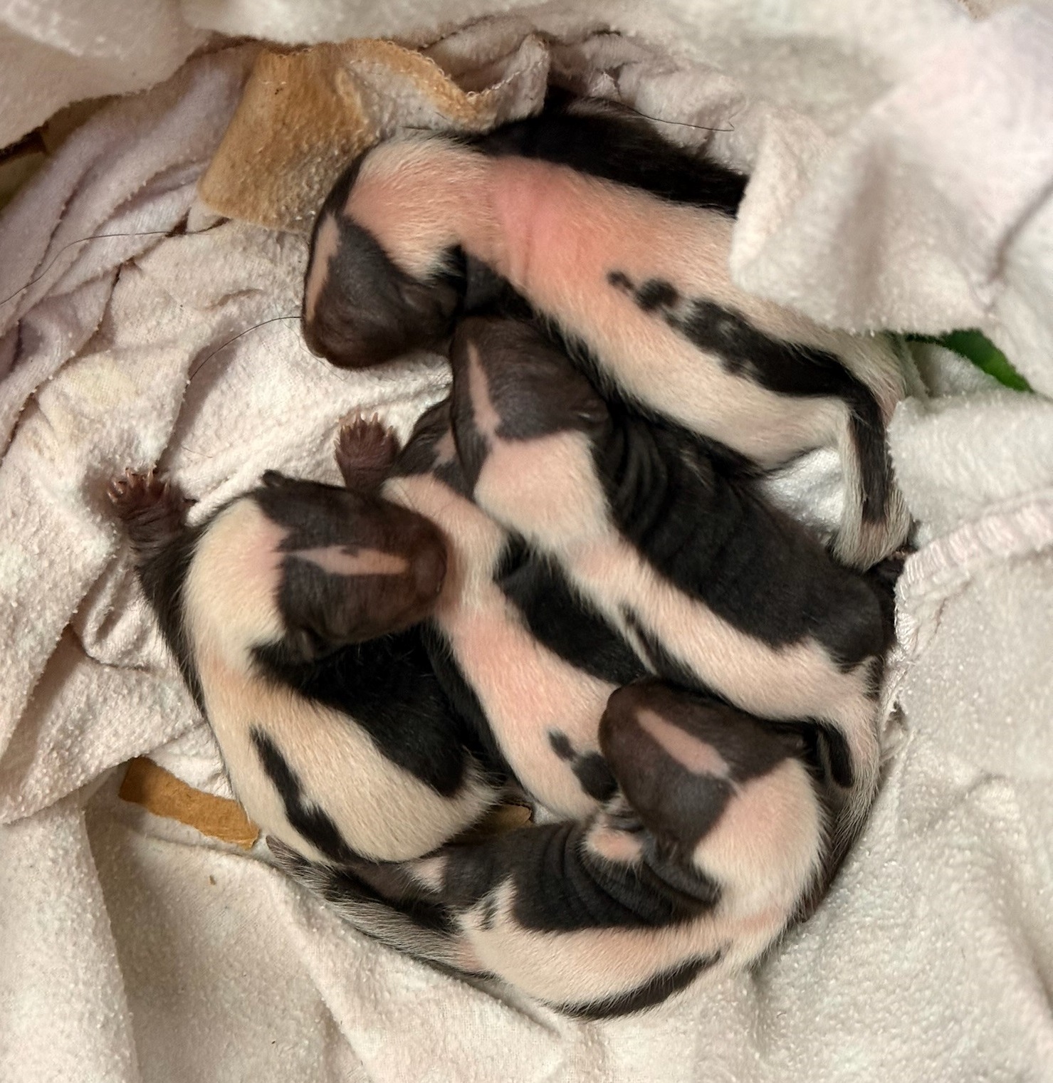 Meet the Next Generation of Animal Ambassadors During Zoo Babies at the Cincinnati Zoo