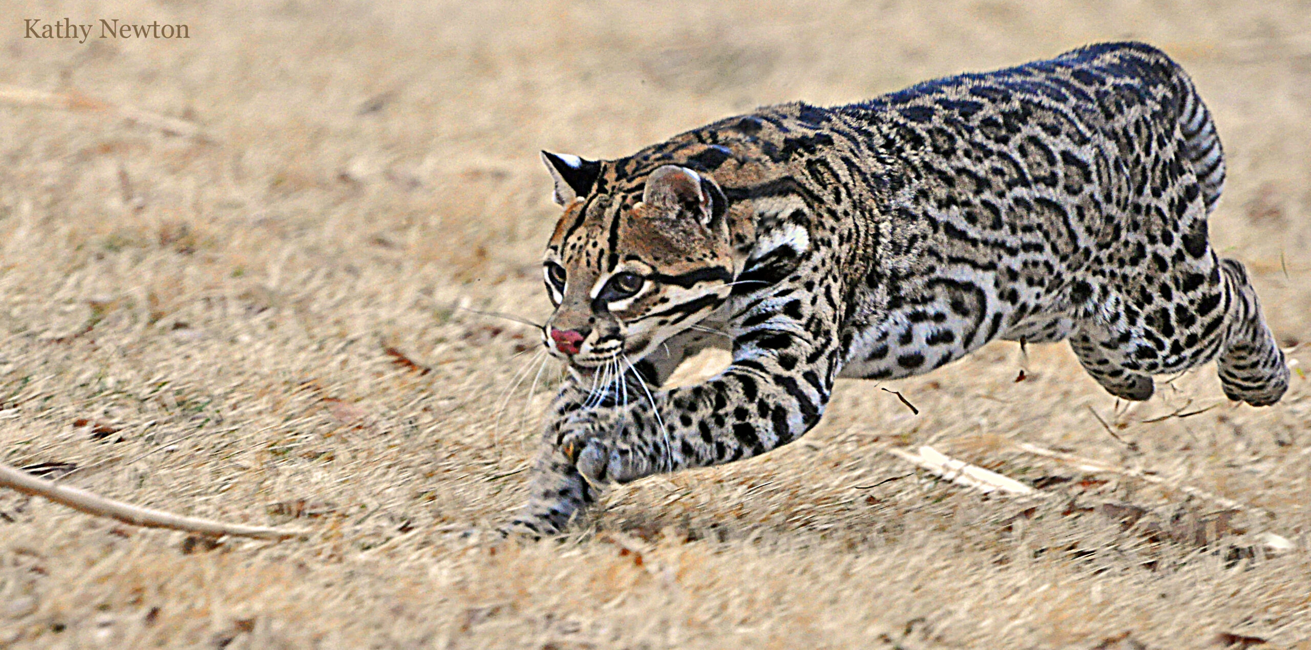 Zoos Help with Recovery of  America’s Last Wild Ocelots