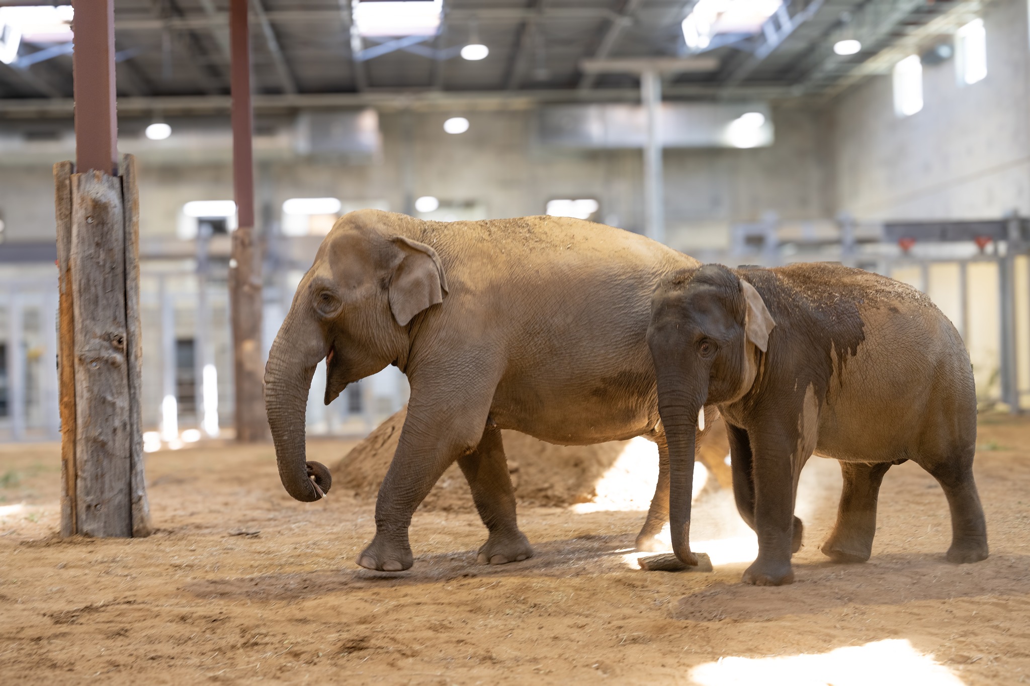 two asian elephants inside their barn on sand