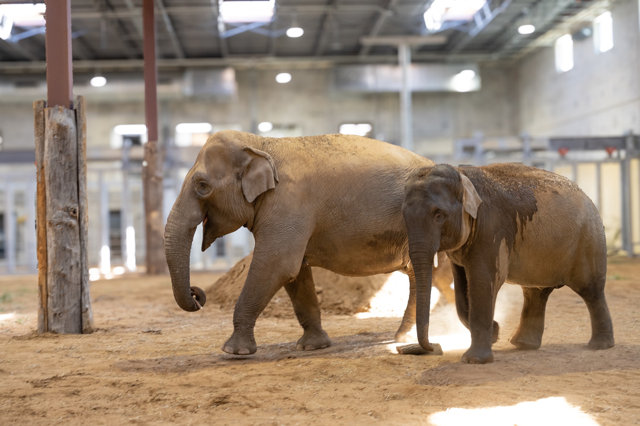 Columbus Zoo's new baby elephant named for donor