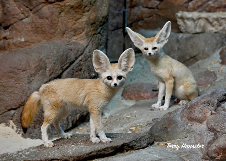 two fennec fox, one sitting, one standing