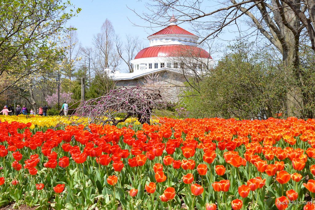 orange and yellow tulips in front of the zoo's reptile house
