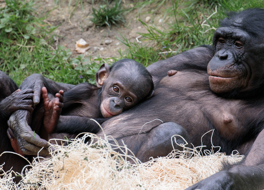 baby bonobo amali laying on moms chest looking at the camera