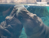 bibi and fiona underwater face to face