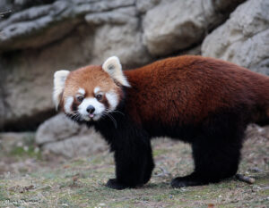 red panda sticking tongue out