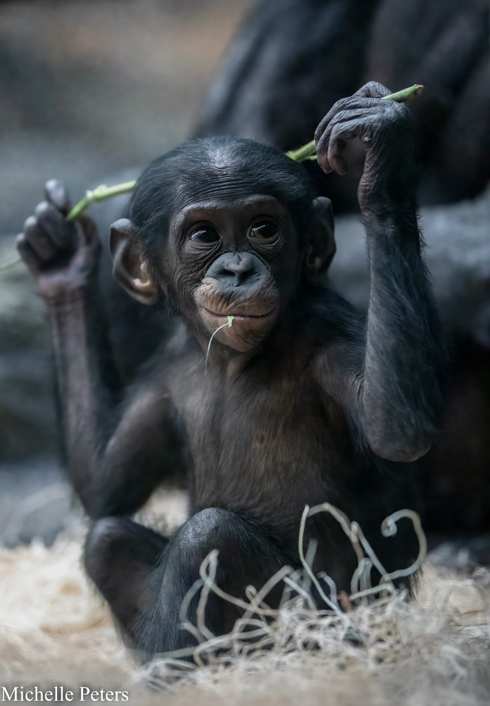 baby bonobo amali with straw in her mouth holding a green vine and sitting on straw