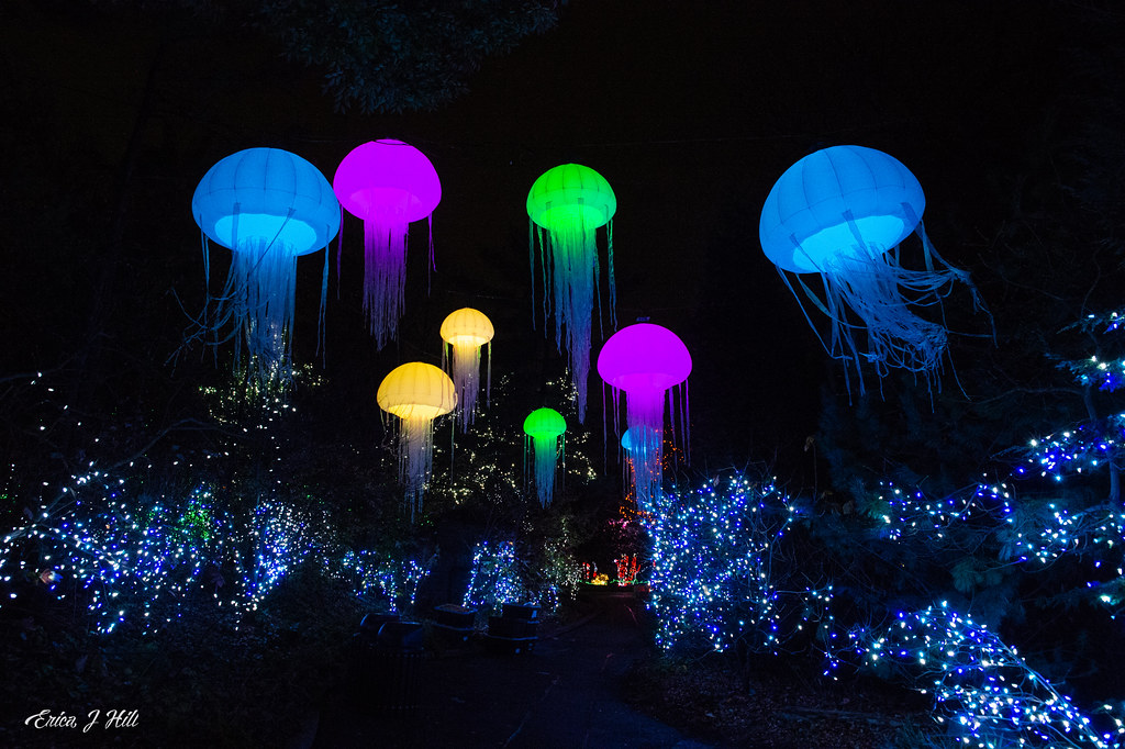 Cincinnati Zoo’s PNC Festival of Lights   Voted #1 in the Nation 6 Years in a Row!