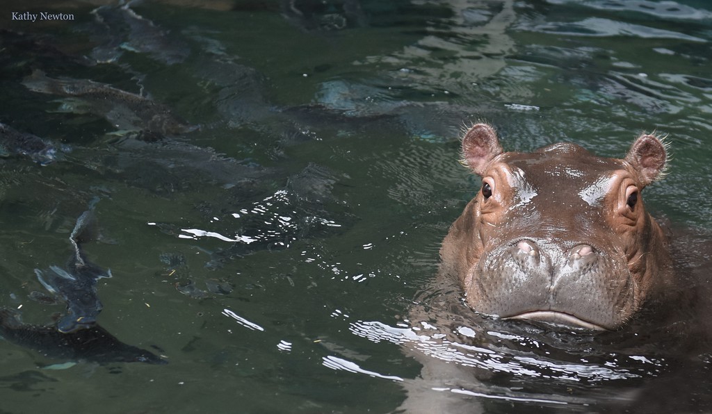 baby hippo fritz in the water with his head popping out looking at the caemra