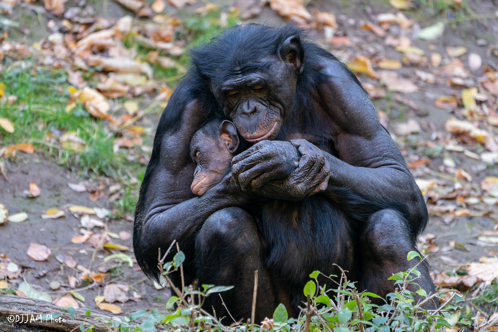 baby bonobo amali sleeping in moms arms outside