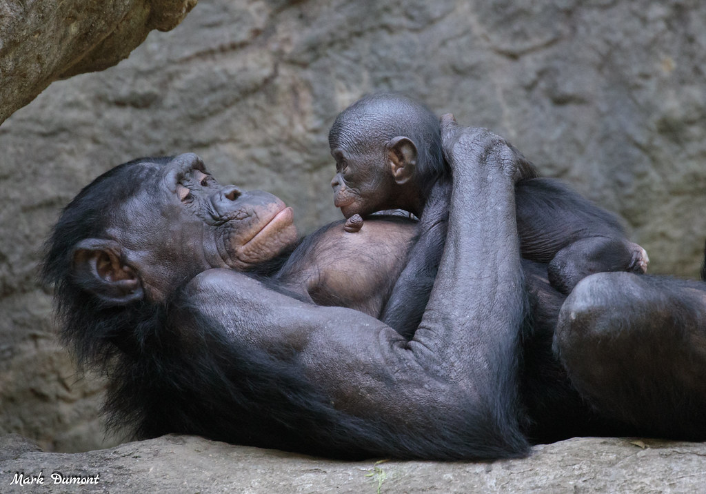 baby bonobo amali laying on moms chest looking at each other