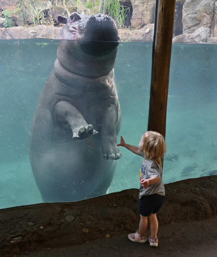 News & Stories Cincinnati Zoo