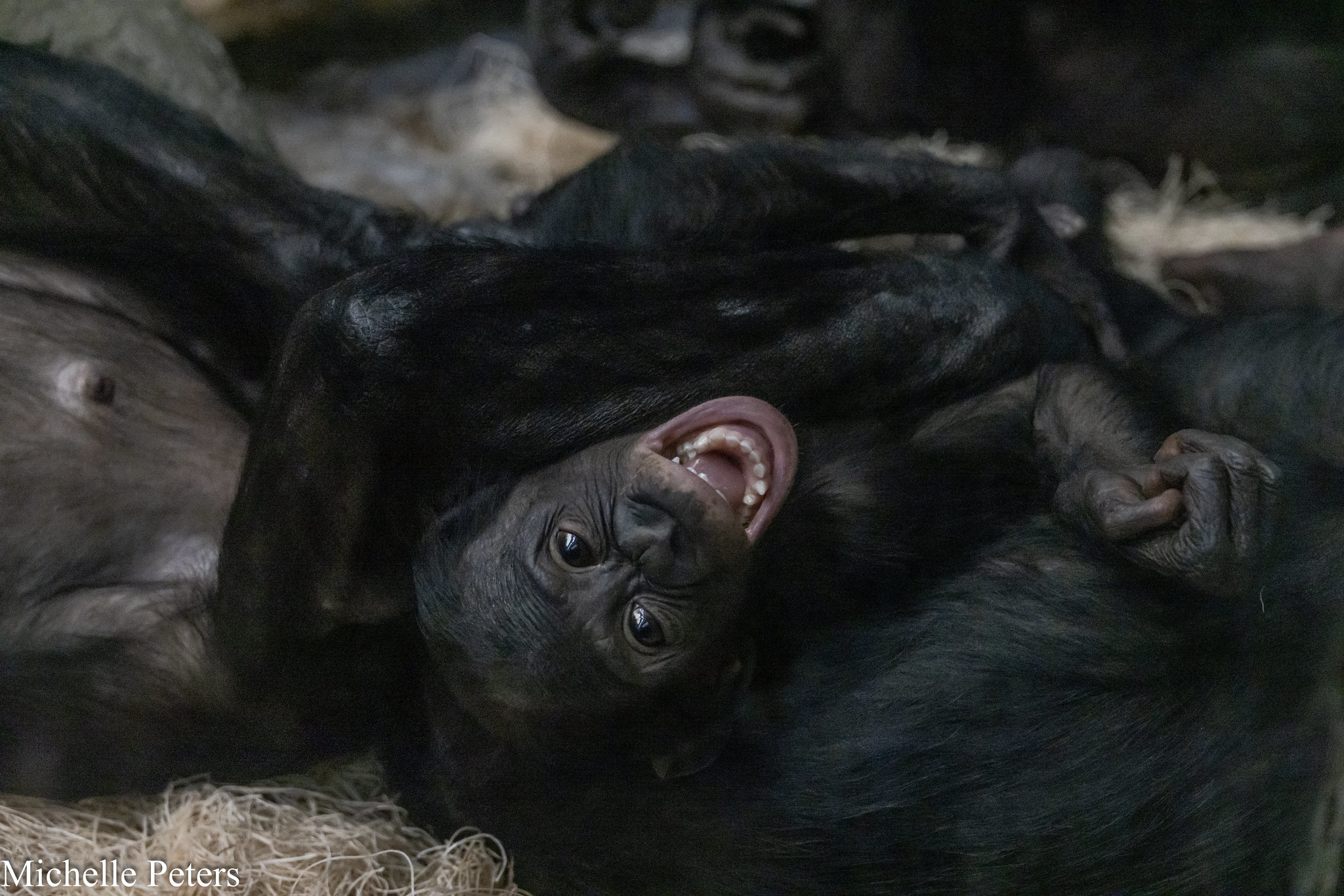 baby bonobo amali smiling at camera with mouth open