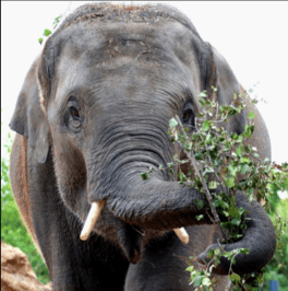 photo of elephant with small tusks eating browse