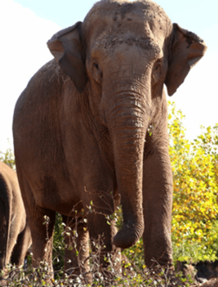 photo of a large asian elephant facing the camera