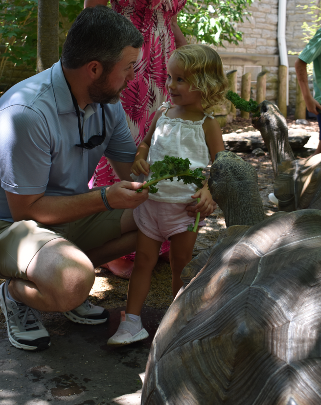 girl and dad feeding tortoises lettuce
