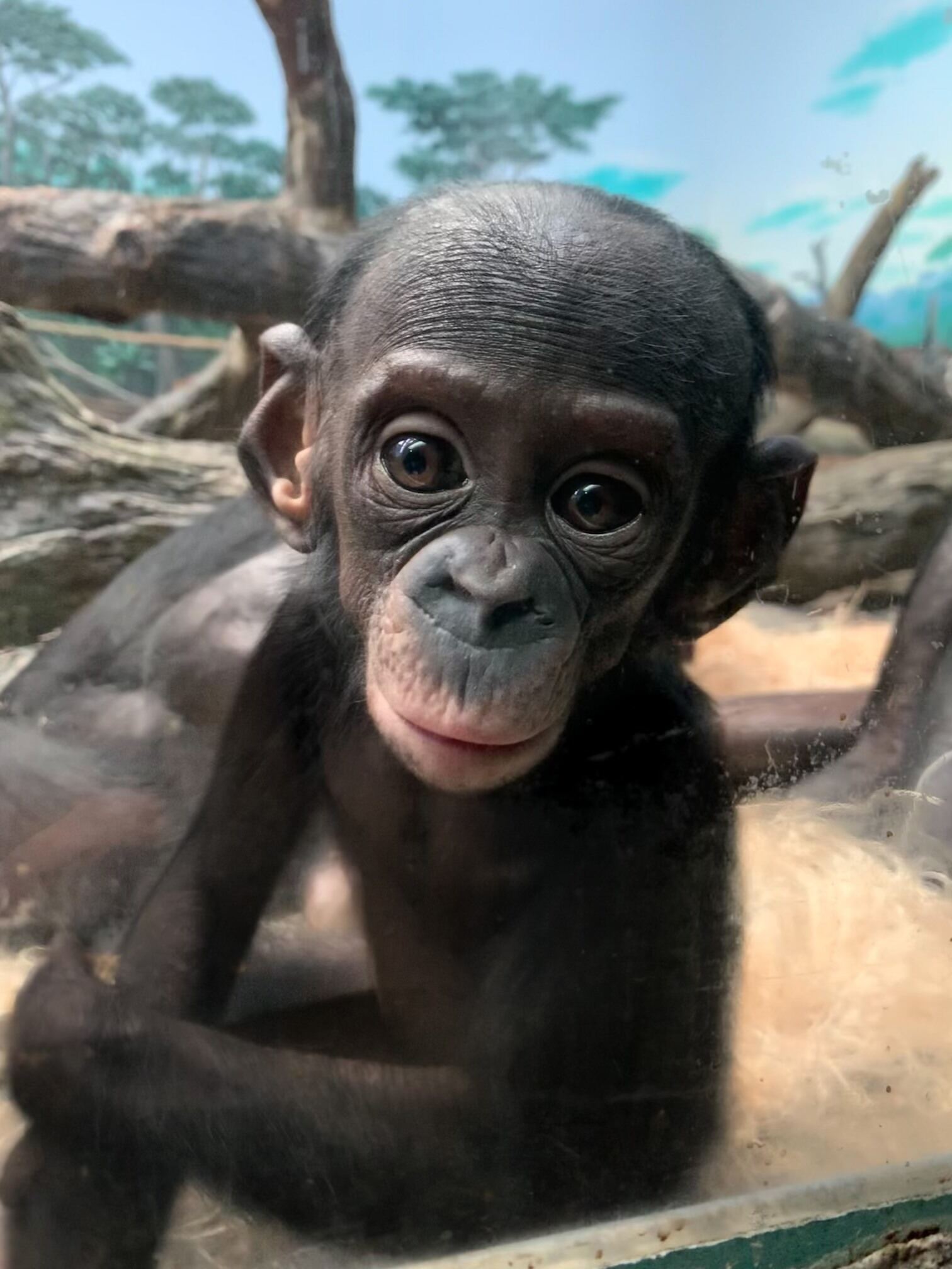 baby bonobo amali looking at the camera