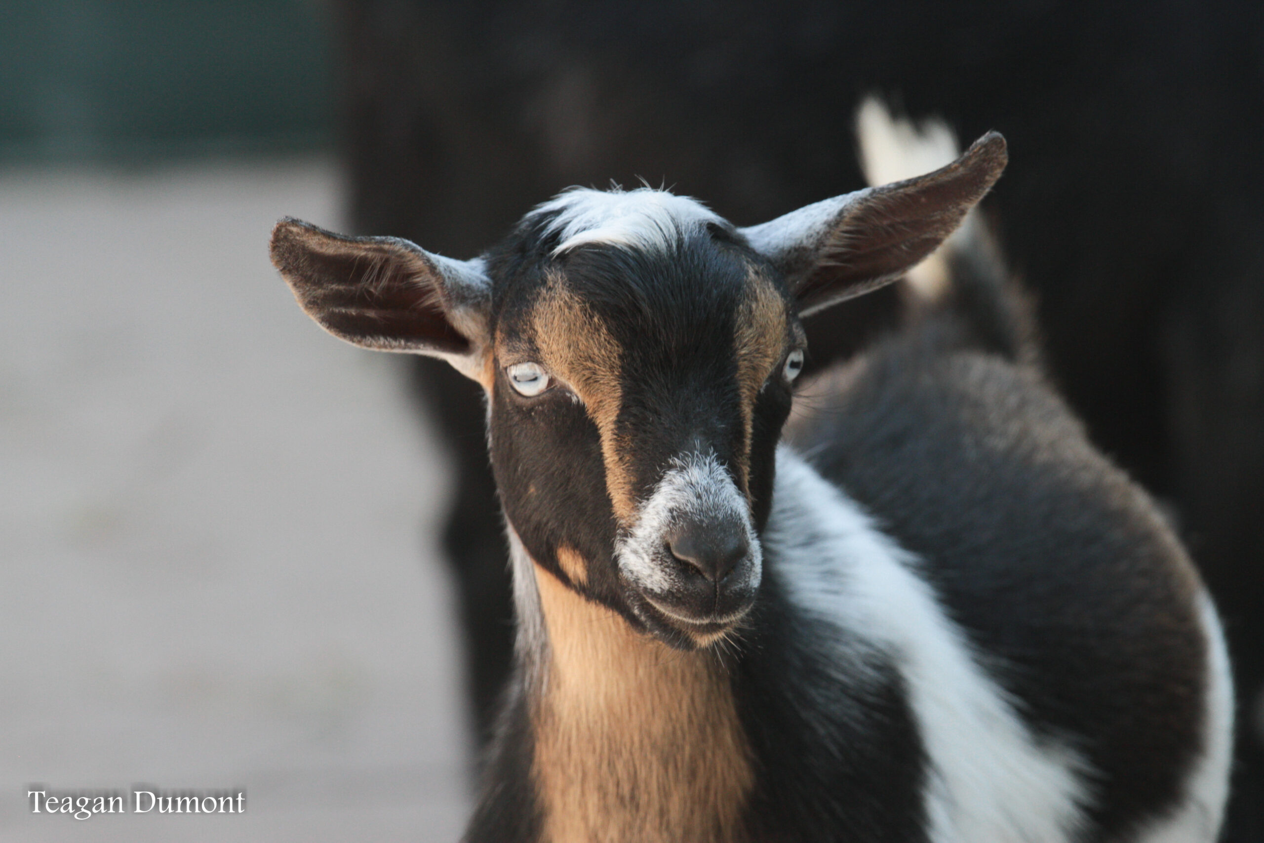 brown, black and white goat
