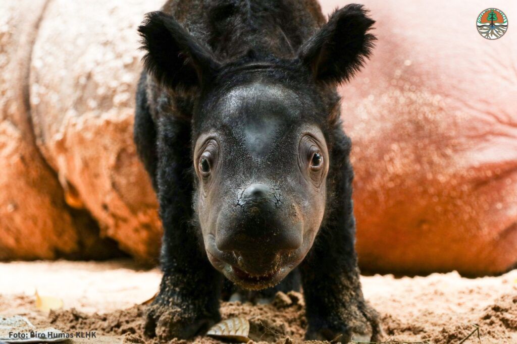 Sumatran rhino calf