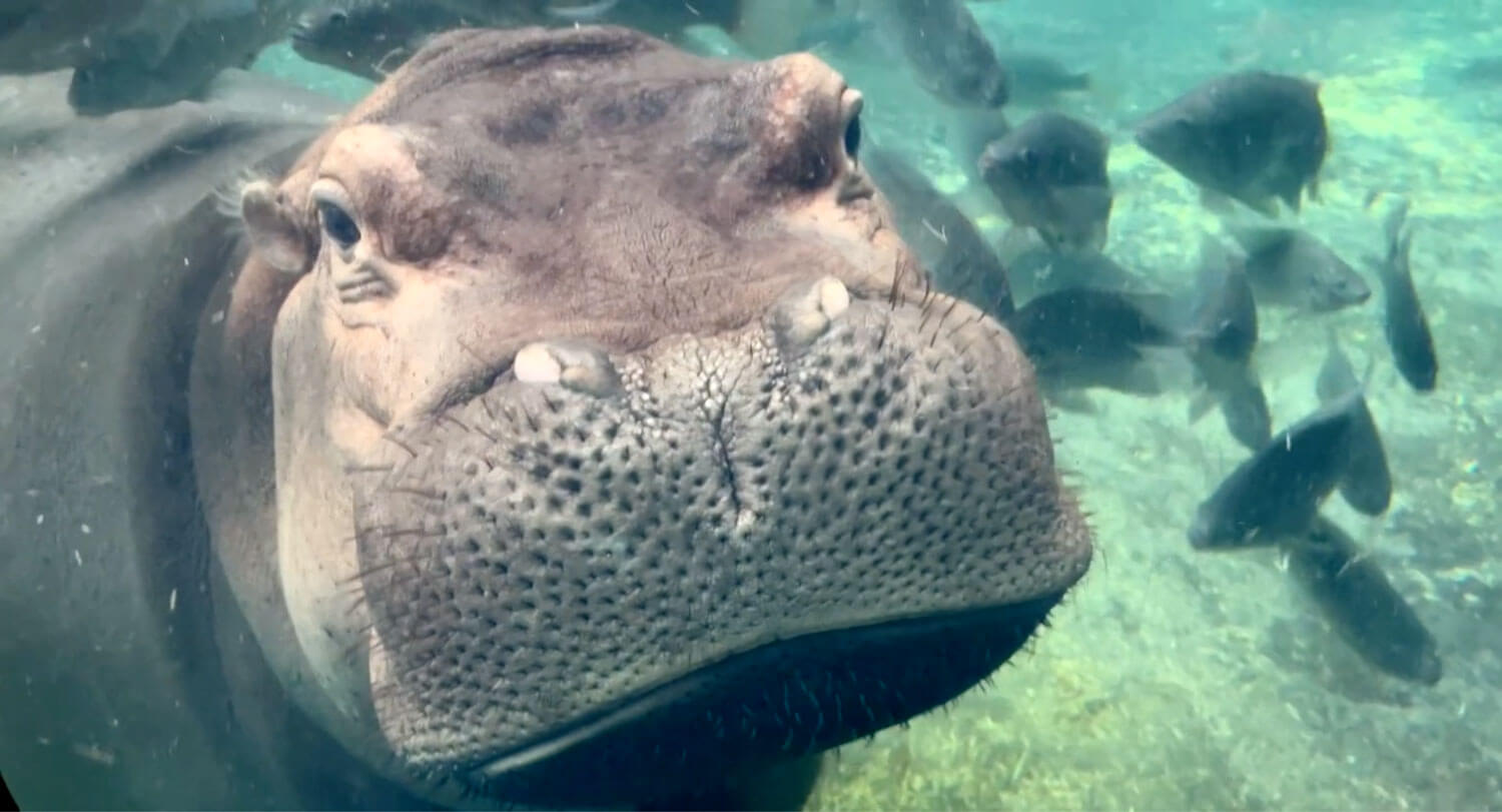 photo of a hippopotamus