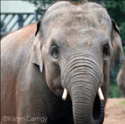 photo of elephant with small tusks looking at camera