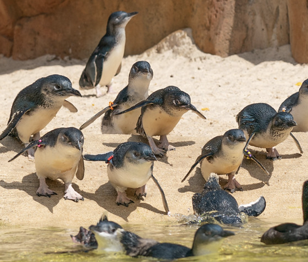 group of little blue penguins on the sand running toward the water
