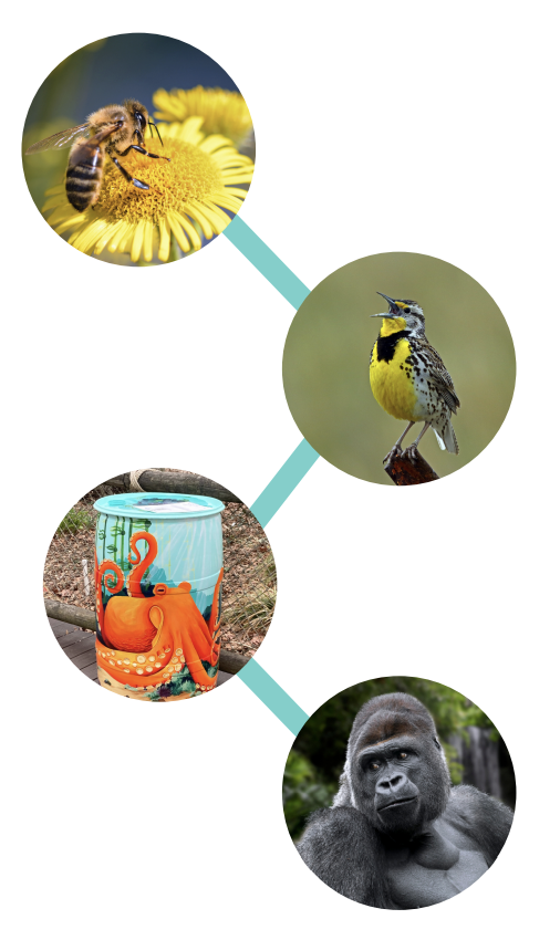 photo of a bee, bird, rain barrel and gorilla to demonstrate local and global conservation projects