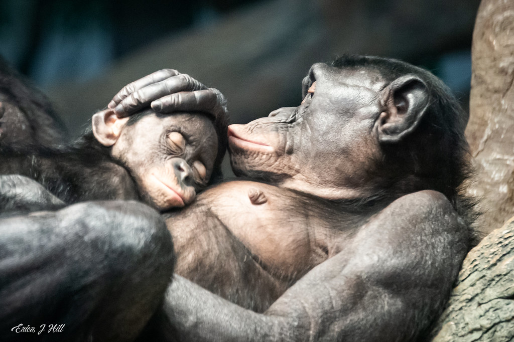 baby bonobo amali laying on moms chest and it looks like mom is kissing her head while amali sleeps