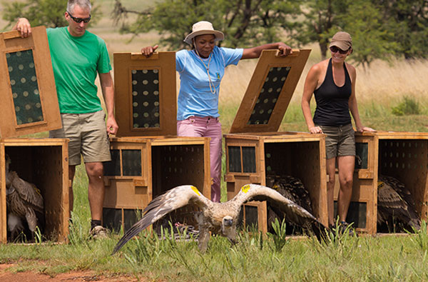 vulture being re-released back into the wild after rehabilitation