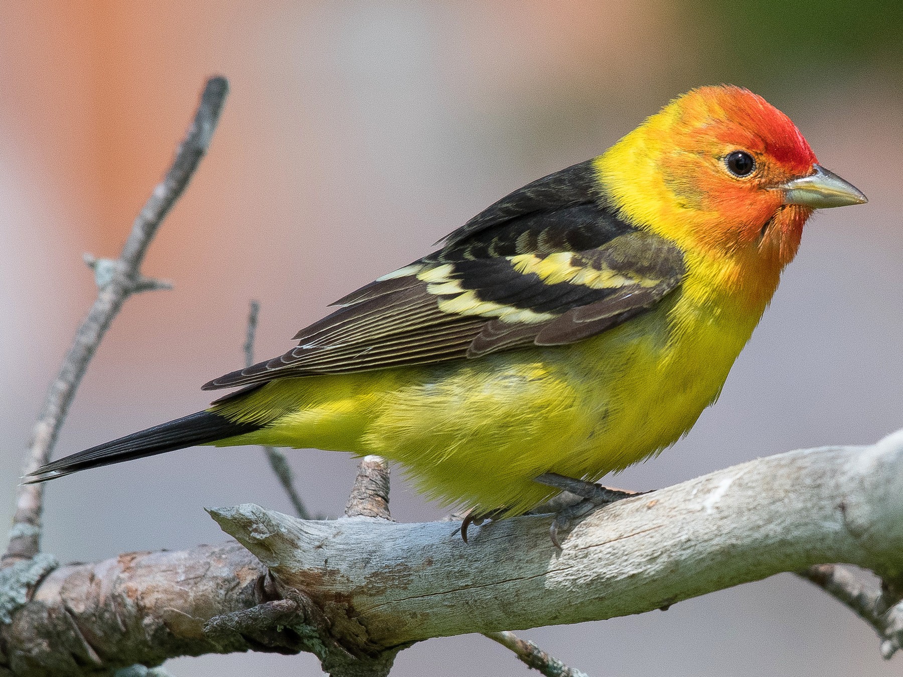 photo of a western tanager bird