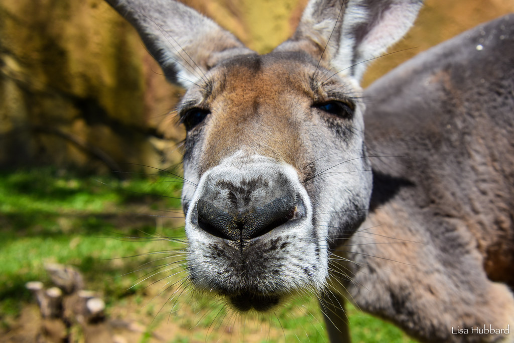 close up of a kangaroo face