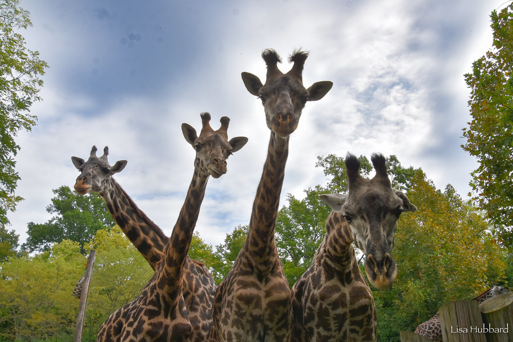 four giraffe looking down at the camera